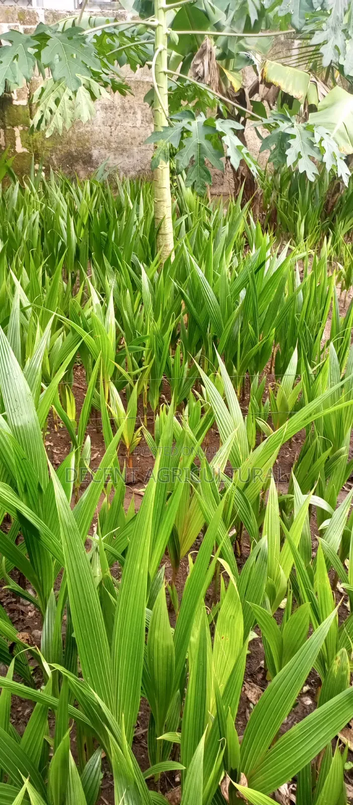 High Yield Coconut Seedlings