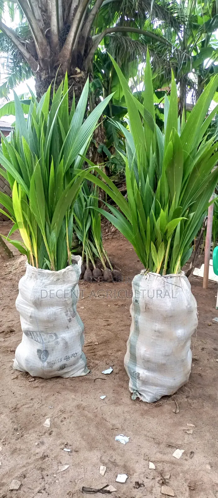 High Yield Coconut Seedlings