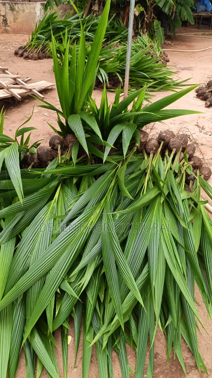 High Yield Coconut Seedlings