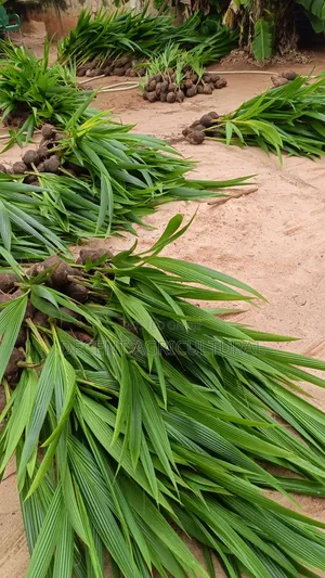 High Yield Coconut Seedlings