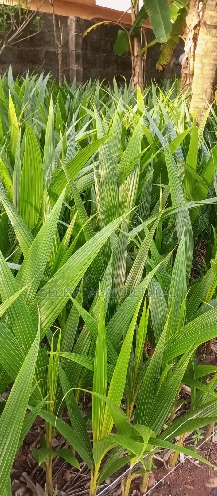 High Yield Coconut Seedlings
