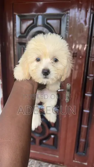 1-3 months Male Purebred Lhasa Apso