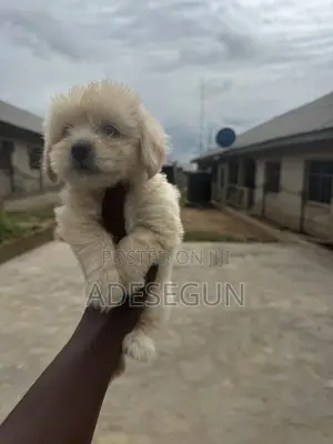 1-3 months Male Purebred Lhasa Apso