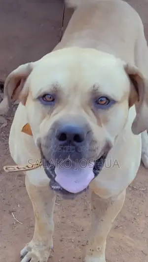 1+ year Male Purebred Boerboel