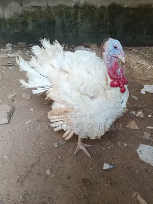 Foreign and Local Turkeys for Sale