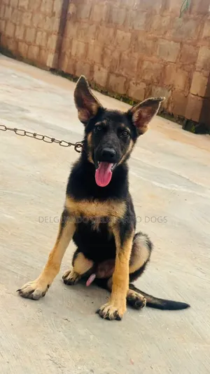 1-3 months Female Purebred German Shepherd