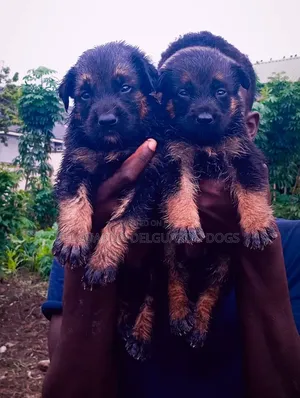 1-3 months Male Purebred German Shepherd