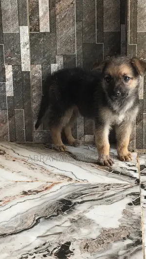 1-3 months Female Purebred German Shepherd