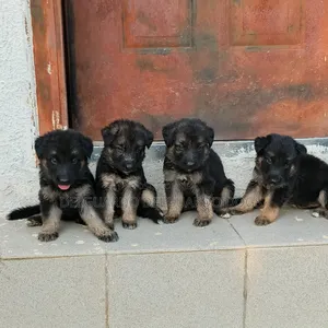 1+ year Female Purebred German Shepherd