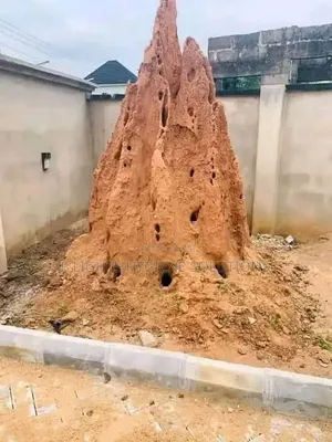 Eliminate Termite, Bedbugs and Cockroach