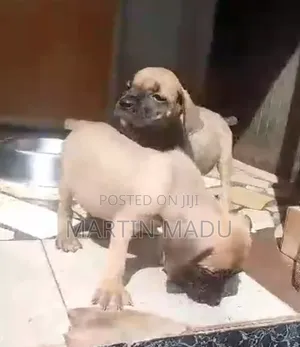 1-3 months Female Purebred Boerboel