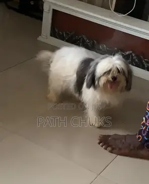 6-12 months Female Purebred Lhasa Apso