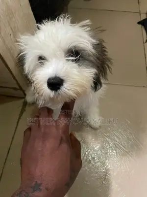 1-3 months Female Purebred Lhasa Apso
