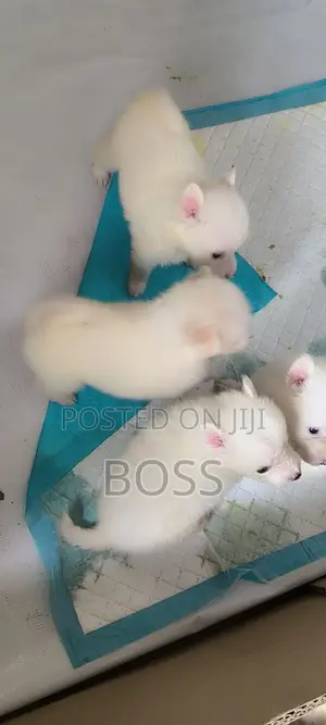 1-3 months Female Purebred American Eskimo