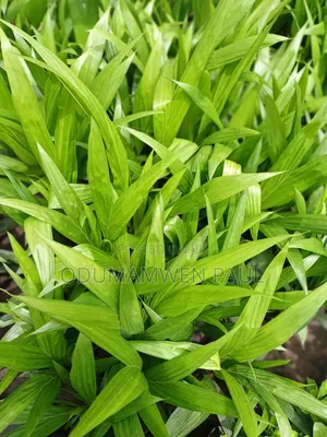 Oil Palm Tenera Seedlings