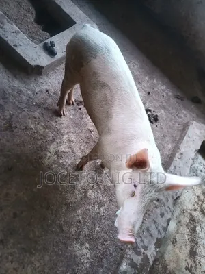 Large White Pregnant Pig