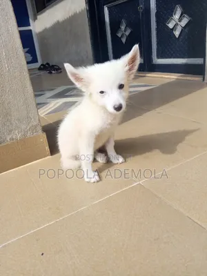 1-3 months Female Purebred American Eskimo