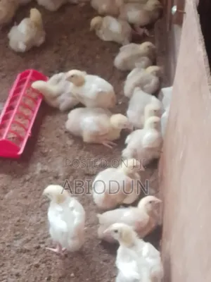 Broilers Chicks for Sale