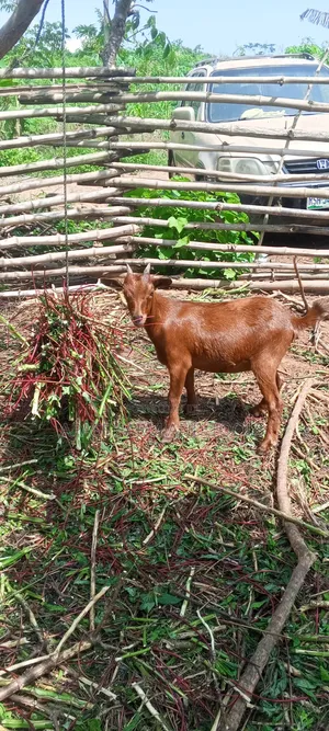 Pregnant Female Goat for Sale in Good Health Condition