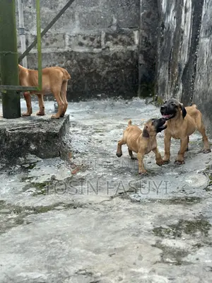 1-3 months Female Purebred Boerboel