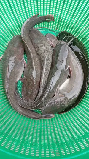Smokable Size Catfish