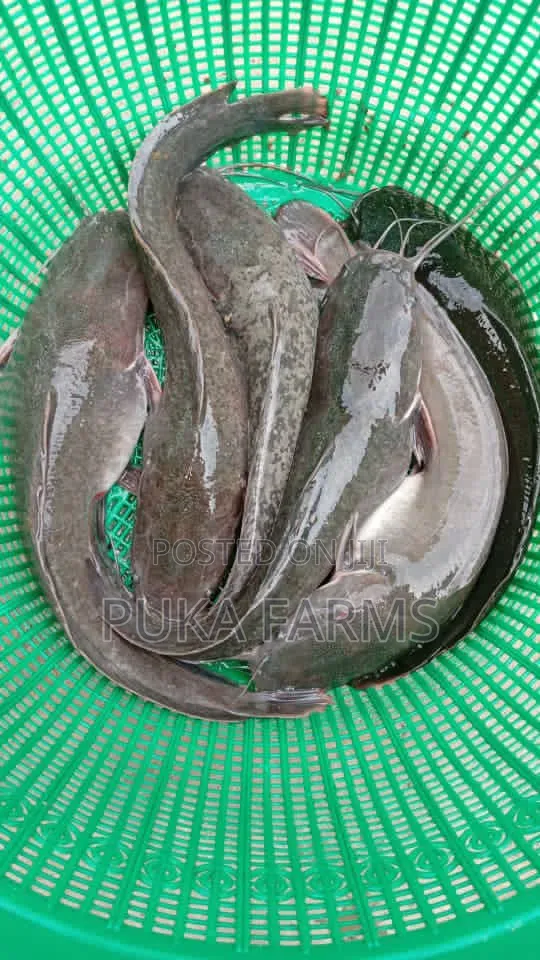 Smokable Size Catfish