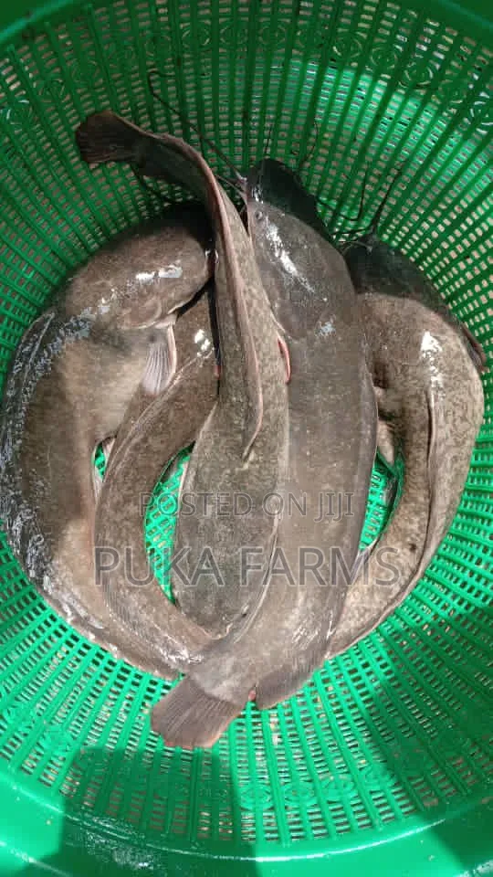 Smokable Size Catfish