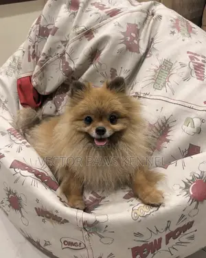 1-3 months Female Purebred Pomeranian