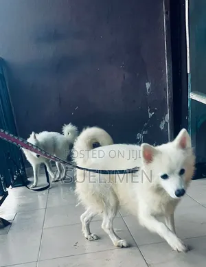 1+ year Female Purebred American Eskimo