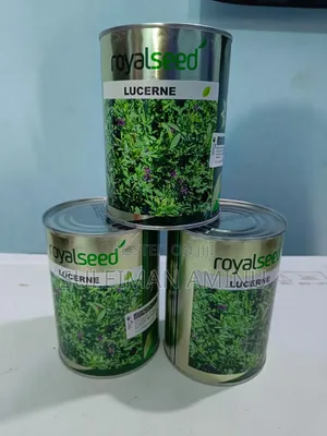 Alfalfa Lucerne
