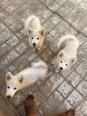 1-3 months Female Purebred American Eskimo