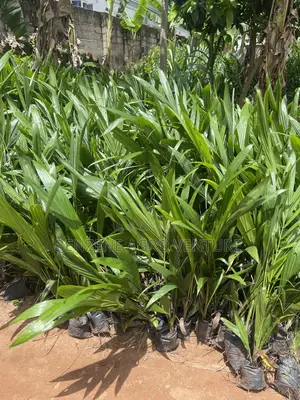 Palm Seedling