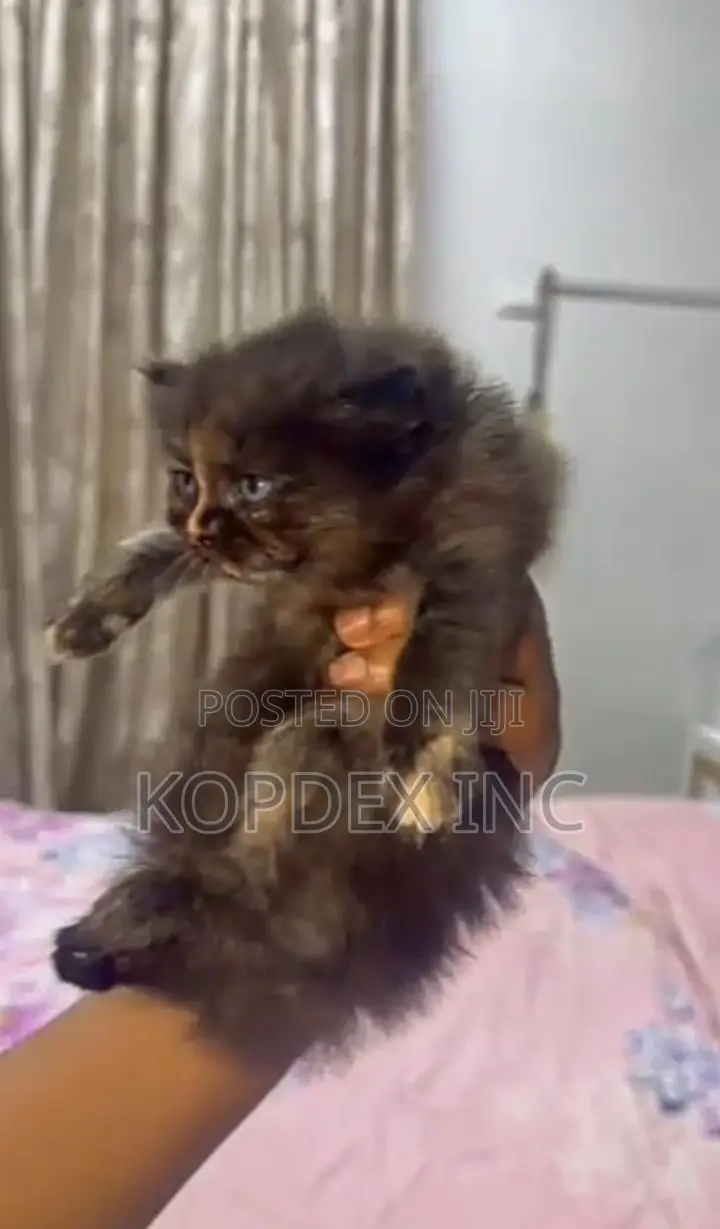 1-3 months Female Purebred Persian