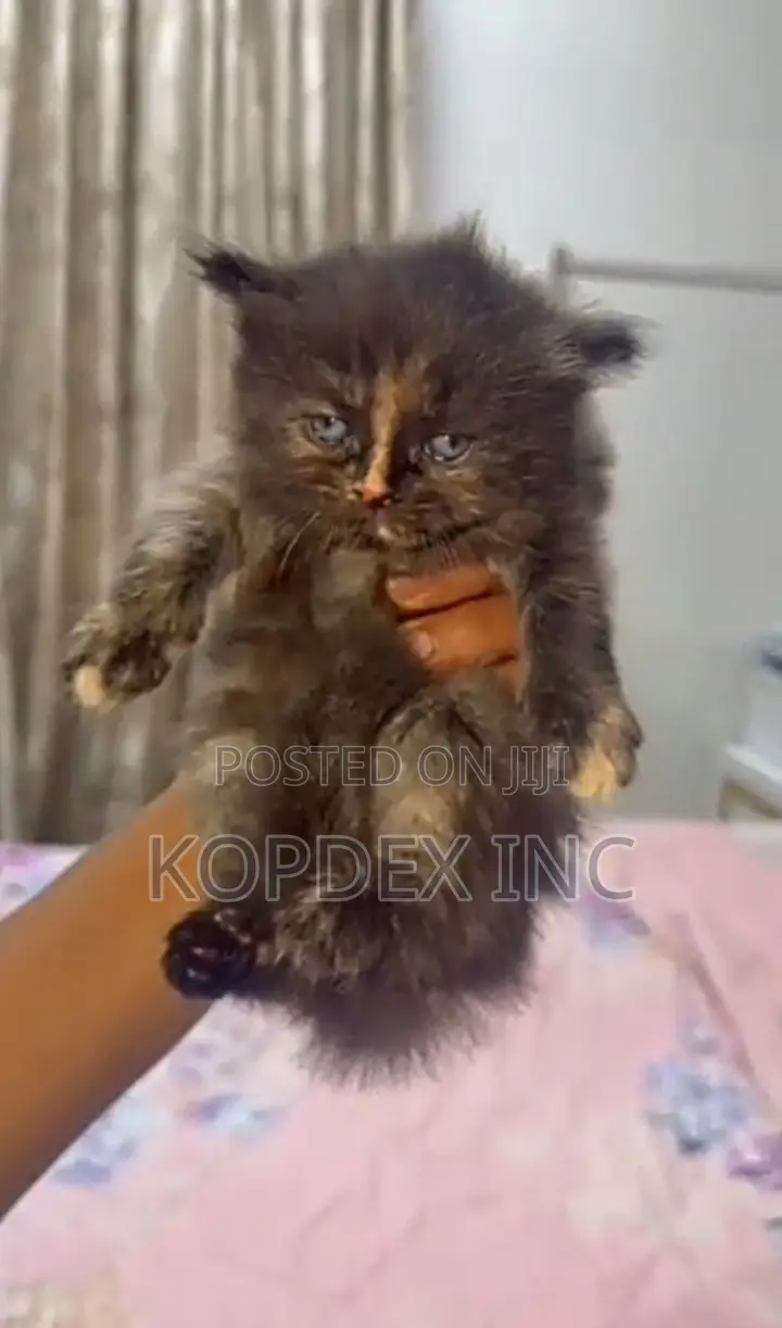 1-3 months Female Purebred Persian