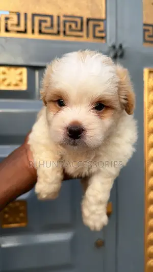 1-3 months Male Purebred Lhasa Apso
