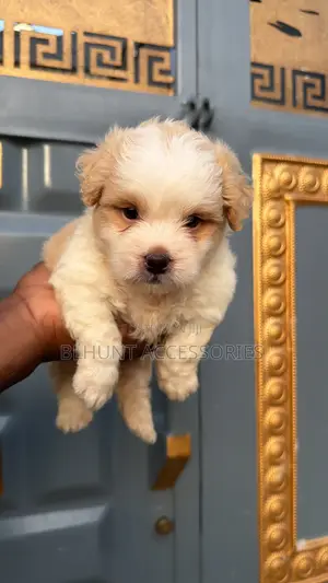 1-3 months Male Purebred Lhasa Apso