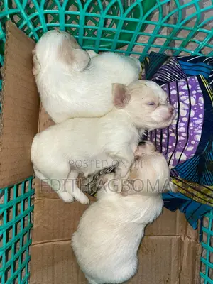 1-3 months Female Purebred Lhasa Apso