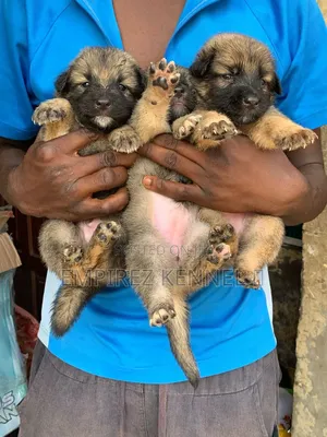 1-3 months Female Purebred German Shepherd