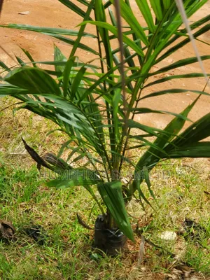 Pure Tenera Oil Palm Seedlings for Sale at Affordable Price