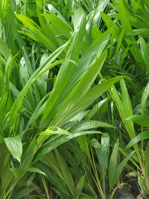 Malaysia Supergene Palm Oil Seeds and Seedlings