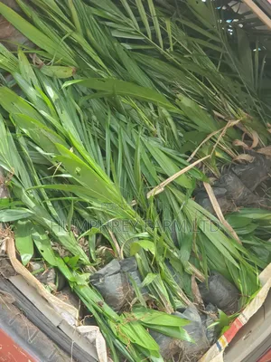 Malaysia Supergene Palm Oil Seeds and Seedlings
