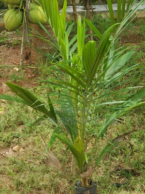 Call for Your Oil Palm Seedlings and Seeds