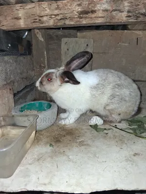 Little Rabbit