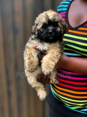 1-3 months Male Purebred Lhasa Apso