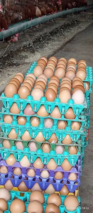 Fresh Eggs From Farm