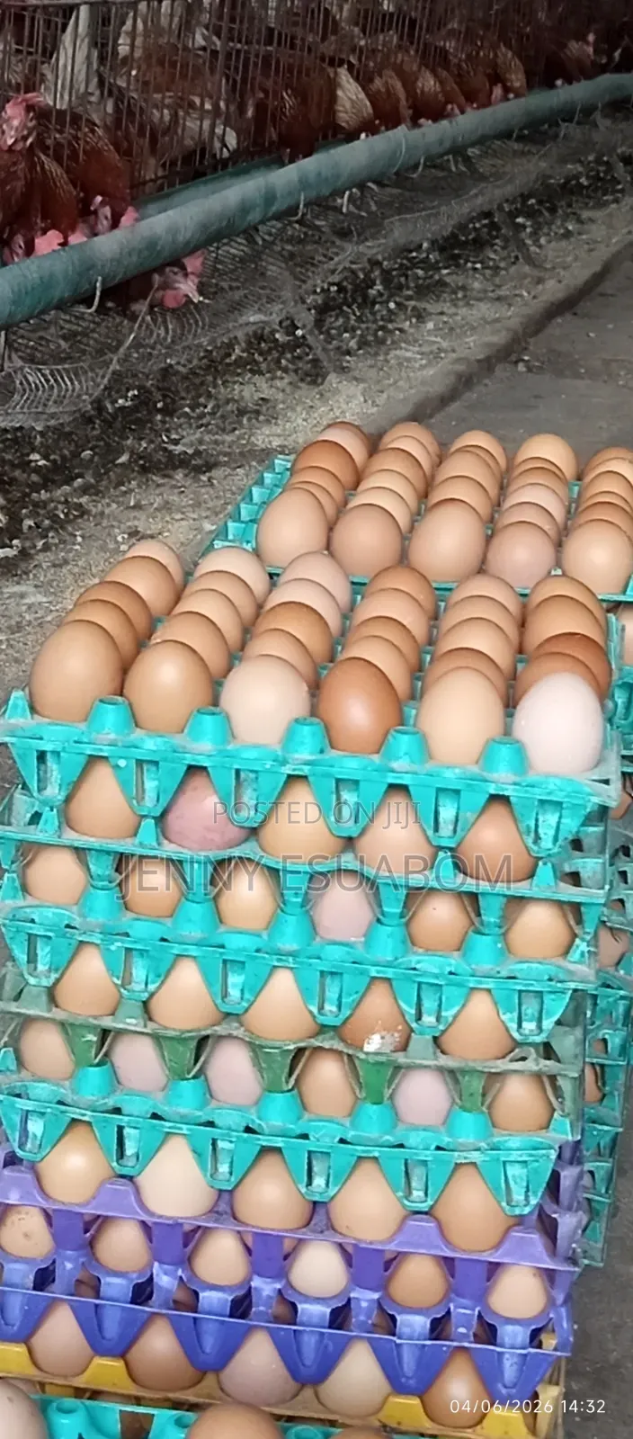 Fresh Eggs From Farm