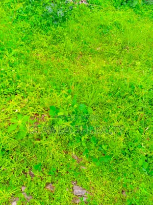 50 Hectares Residential Land at Wasa