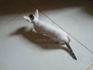 0-1 month Female Purebred Cat