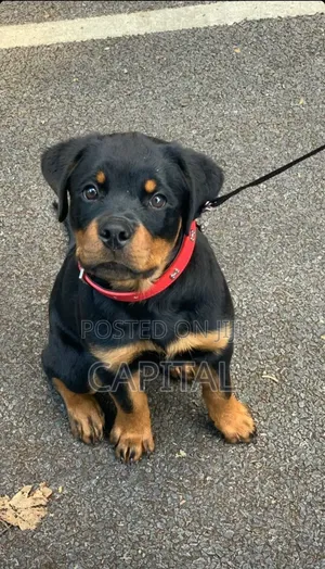 1-3 months Male Purebred Rottweiler
