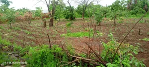 A Plot of Land